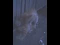 Tragedi Pemerkosaan Kucing Di Tempat Umum images Tragedi Pemerkosaan Kucing Di Tempat Umum