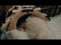 Chelsea (Maltese dog) cleaning her 3 cute male puppies (1)