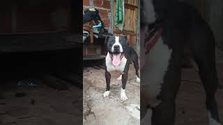 Pitbuls Macho