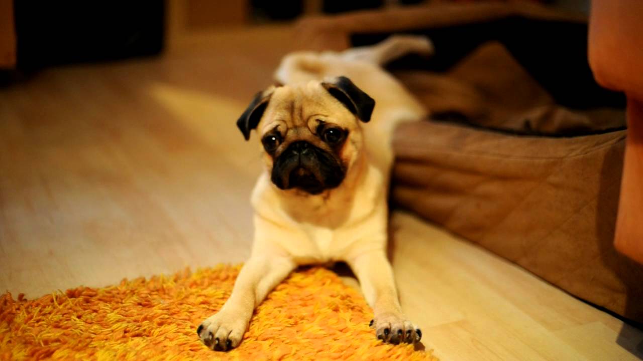 Cute Pug Puppy Franky, Süßer Mops Welpe - YouTube