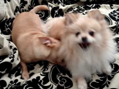 pomeranian vs maltese pomeranian vs haired chihuahua breeds picture pomeranian vs maltese pomeranian vs haired chihuahua breeds picture