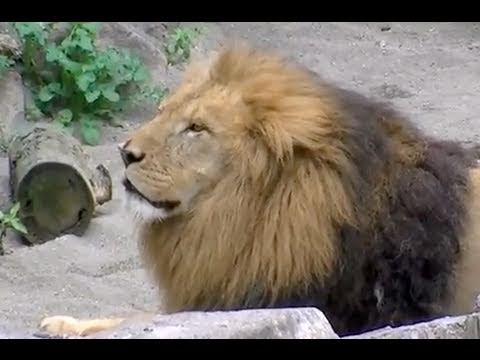 プライドが高いライオン~Lion eats dropping meat