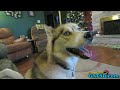 Should a Dog be Allowed on the bed? FAN FRIDAY 132