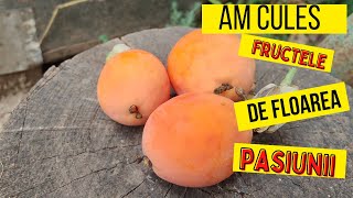 Fructul Pasiunii S-A Copt Arată?