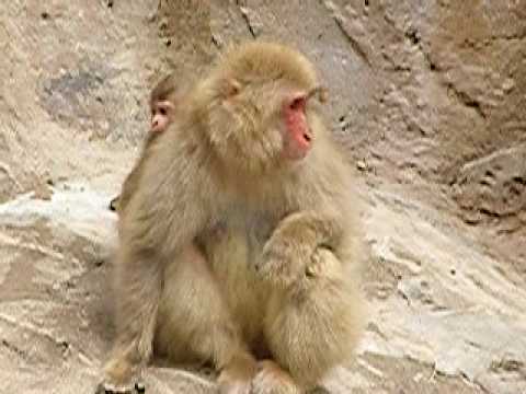 上野動物園のニホンザル（北限の猿）の赤ちゃん09