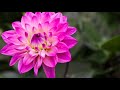 Relaxing Spa Music, Calming Music, Relaxation Music, Meditation Music, Instrumental Music, ☯3370