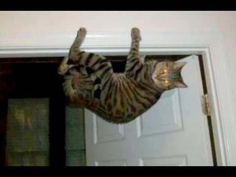 TRY NOT TO CRY out of LAUGHING - The BEST OF funny ANIMALS and FAILS