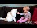 Babies annoying cats – Funny baby & cat compilation