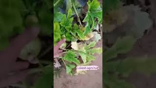 How To Grow टड Farming