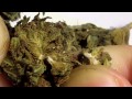 Ep 108 Hd Purple Haze # 1 Weed Review 1080p Positronics Seeds Bud Close Up Trichomes Smoking