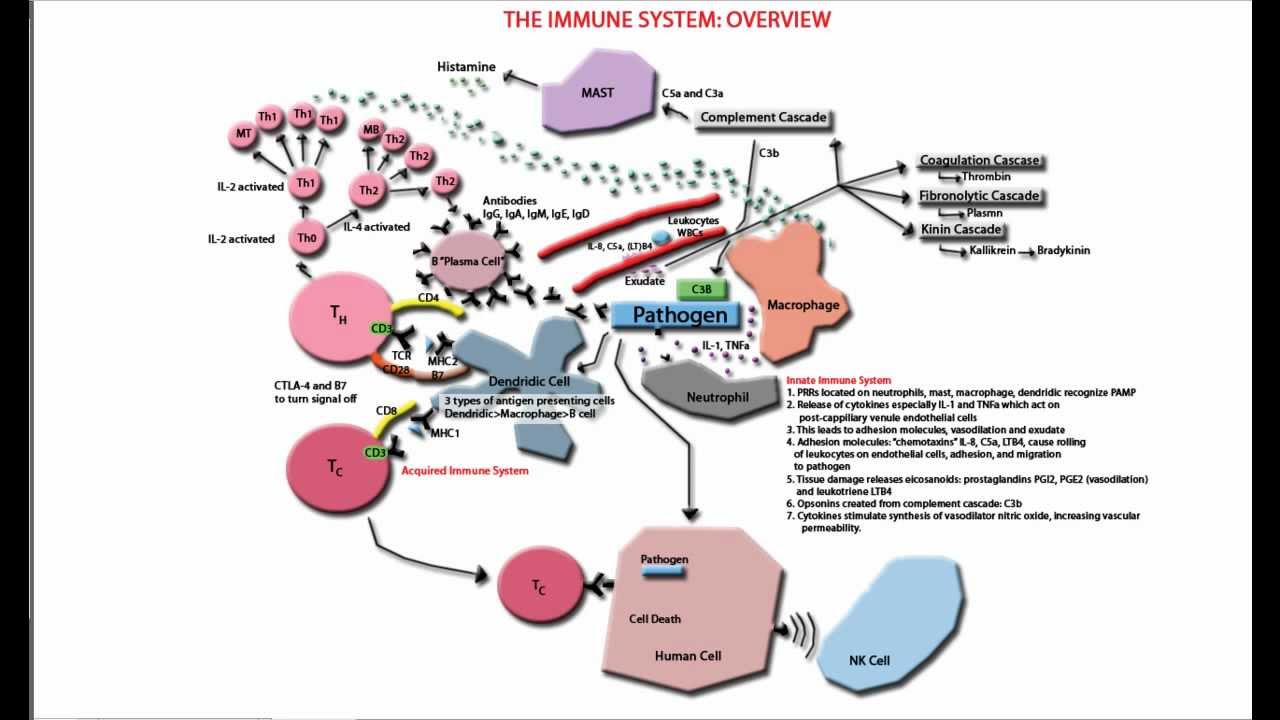 The Immune System Overview and Tutorial - Innate and Adaptive - YouTube