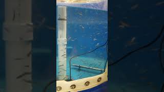 Blueback herring larvae feeding