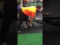 Bent Over Row on Bench