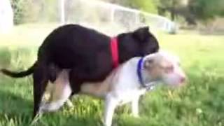 Pitbull dogs mating. pitbul köpekleri çiftleşiyor.Pitbull Hunde kopulieren .