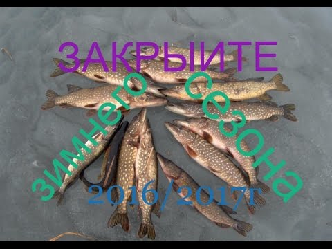 ловля щуки на поливах ловля щуки на поливах
