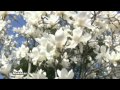 北国の春 Kita Guni no Haru- North Country's Spring .. a Japanese song by Sen Masao (千昌夫)