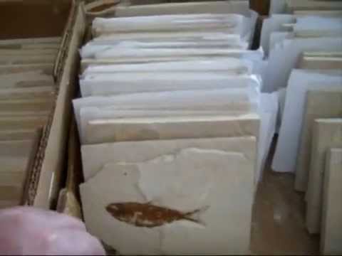 Room 125 The Fossil Fisherman, Montpelier, Idaho Fossil Fish from ... Room 125 The Fossil Fisherman, Montpelier, Idaho Fossil Fish from ...