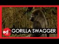 Gorilla learns to swagger like a man