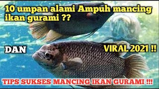 Lengkap Dan Ampuh Bosku 10 Jenis Umpan Alami Ampuh Mancing Ikan Gurami