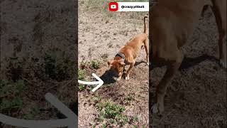 Crazy Pitbull Thor Hunting Lizard In The Backyard