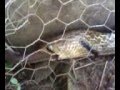 Culebra que se come a otra culebra!!