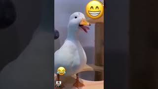 Duck Laugh Donkey, Dont Laugh Other