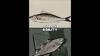 Scp 5650 Vs Stockfish
