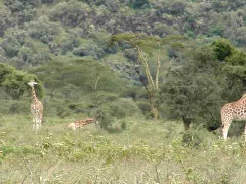 Pictures Of Giraffes To Color. A herd of Masai Giraffes