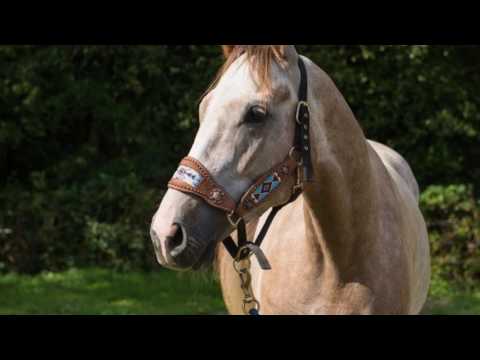 Fashionisto 2011 Throughbred Gelding