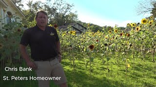 St. Peters Man Continues Battle With City Over Sunflowers For 4Th Year