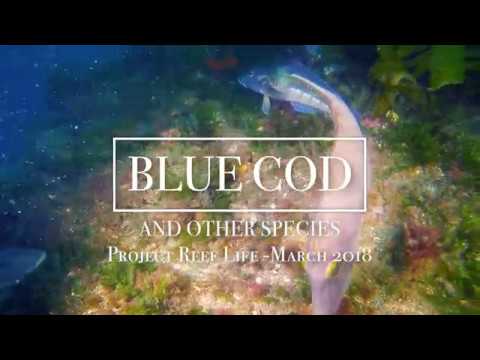 Blue Cod // PROJECT REEF LIFE // 03.18