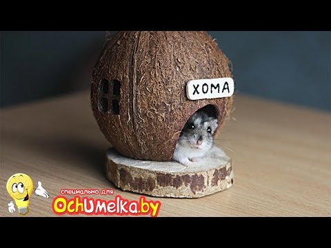 Поделки для джунгариков своими руками Поделки для джунгариков своими руками