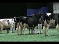 International Holstein Show Senior Champion