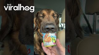Sleepy Dog Nods Off While Eating Ice Cream Treat || Viralhog