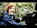 Dian Fossey y gorilas