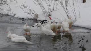 Muscovys Enjoying A Winter Pond Break Muscovys Enjoying A Winter Pond Break