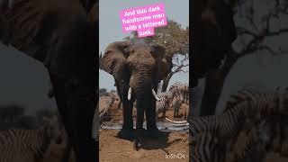 Leo,Timon And Pumbaa.big Elephants Have Big Prechendals. Part 8