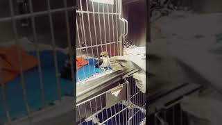 Cookie. The Aussie Kookaburra