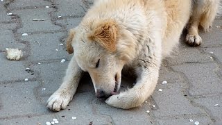 Rescue Of Friendly Homeless Dog With Injured Paws | Howl Of A Dog Rescue Video