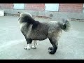 Щенкам 5 месяцев, девочки 5 