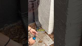 Lizard Suprised This Girl