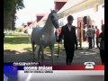Cai lipitani de vanzare