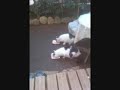 ビバリー 爆笑問題
