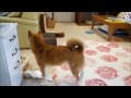 柴犬ひかいち　ティッシュ箱で遊ぶ　Shiba Inu play to break the box