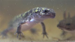 Spotted Salamander Larvae - 7th Week! (Ambystoma maculatum)