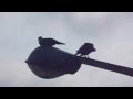 SEXO entre Palomas ZOOFILIA