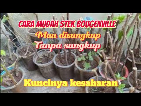 cara mudah stek bougenville,tanpa sungkup ataupun disungkup,kuncinya kesabaran