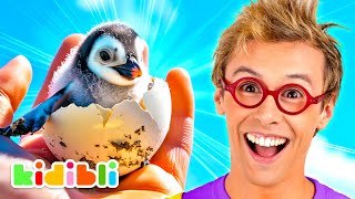 Discover Penguins And Sea Lions! | Educational Videos For Kids | Kidibli