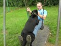 Black Labrador Loves The Swings