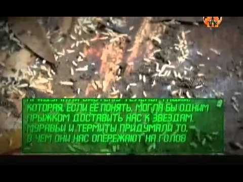 Телепортация матки термитов Телепортация матки термитов